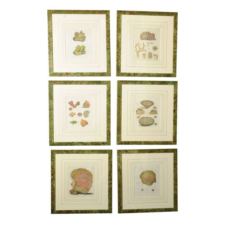 Six Hand Colored Coral Engravings in Burl Wood Frames For Sale