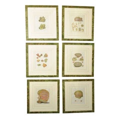 Six Hand Colored Coral Engravings in Burl Wood Frames