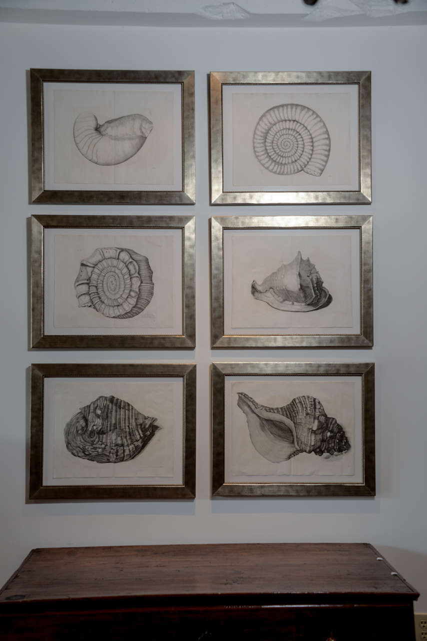 These 18th century copperplate engravings are oversized. Framing is recent. Non-glare museum glass. Floated on acid free matting. Three pair available.

These are Large Black and White Engraving of Sea Shells by Lister.  These very rare copper