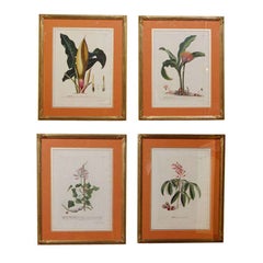 Vintage Set of Four Botanical Prints