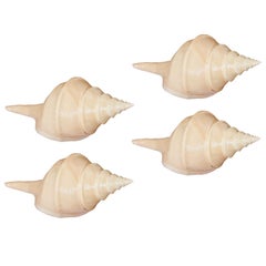 A collection of four Syrinx shells
