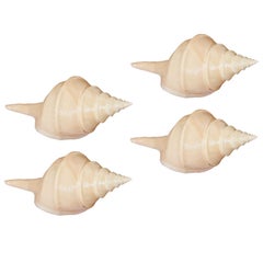 A collection of four Syrinx shells