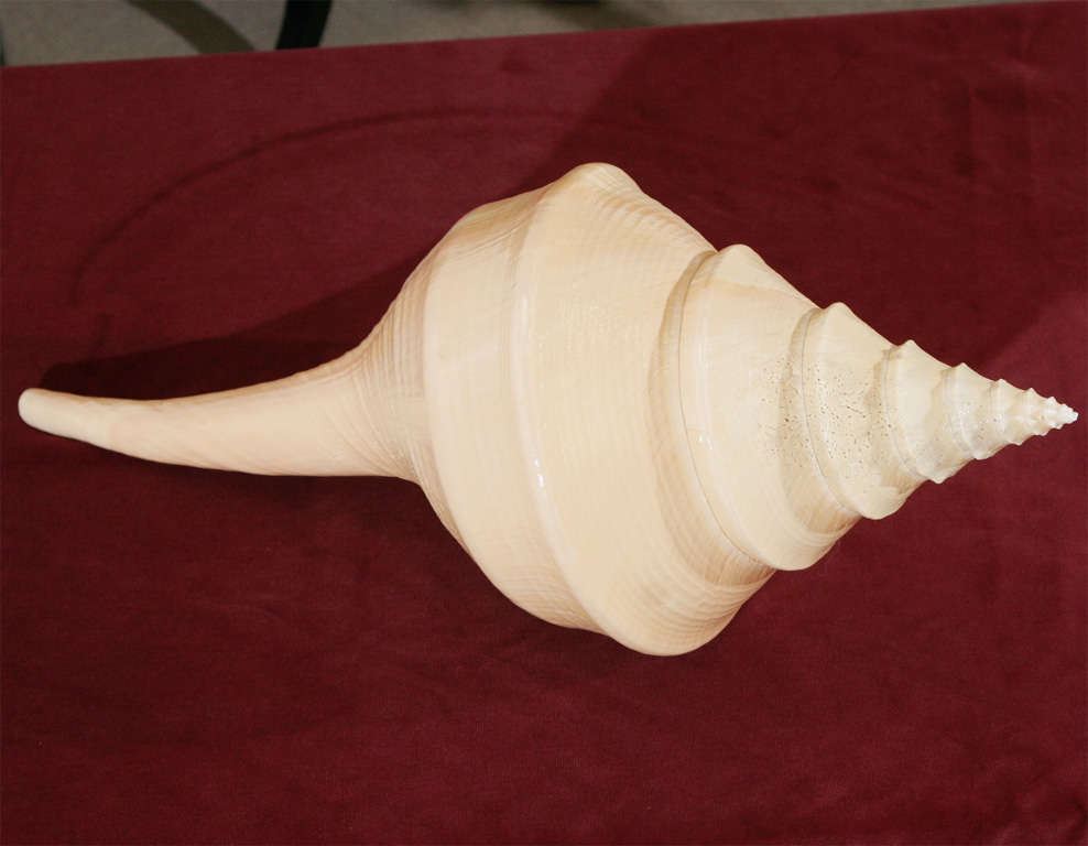 A collection of four Syrinx shells For Sale at 1stDibs | syrinx aruanus ...