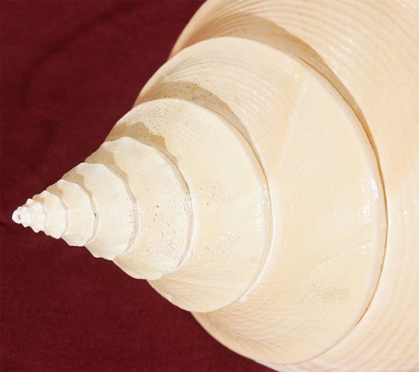 A collection of four Syrinx shells For Sale at 1stDibs | syrinx aruanus ...