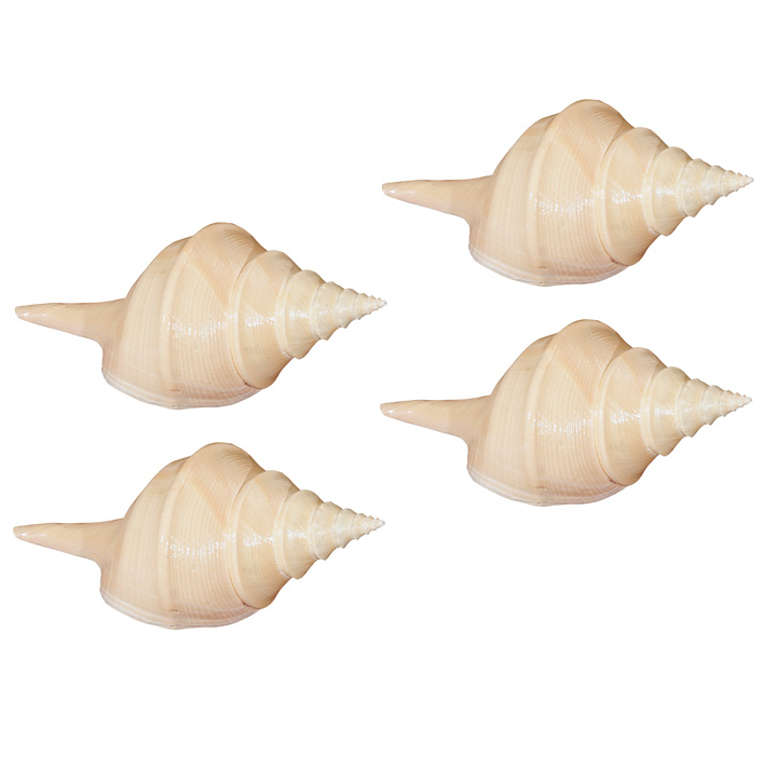 A collection of four Syrinx shells For Sale at 1stDibs | syrinx aruanus ...
