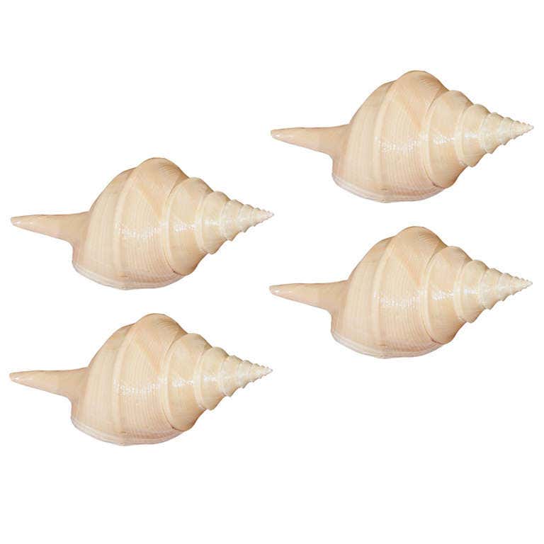 A collection of four Syrinx shells For Sale at 1stDibs | syrinx aruanus ...
