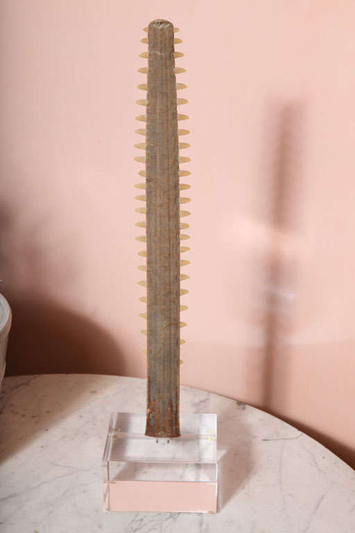 French A Lucite Mounted Sawfish Bill For Sale