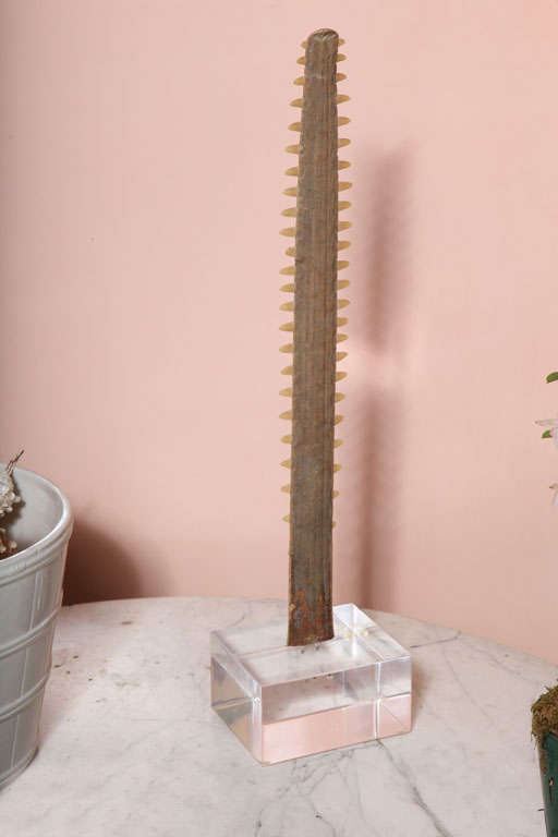 A Lucite Mounted Sawfish Bill, France 1970's