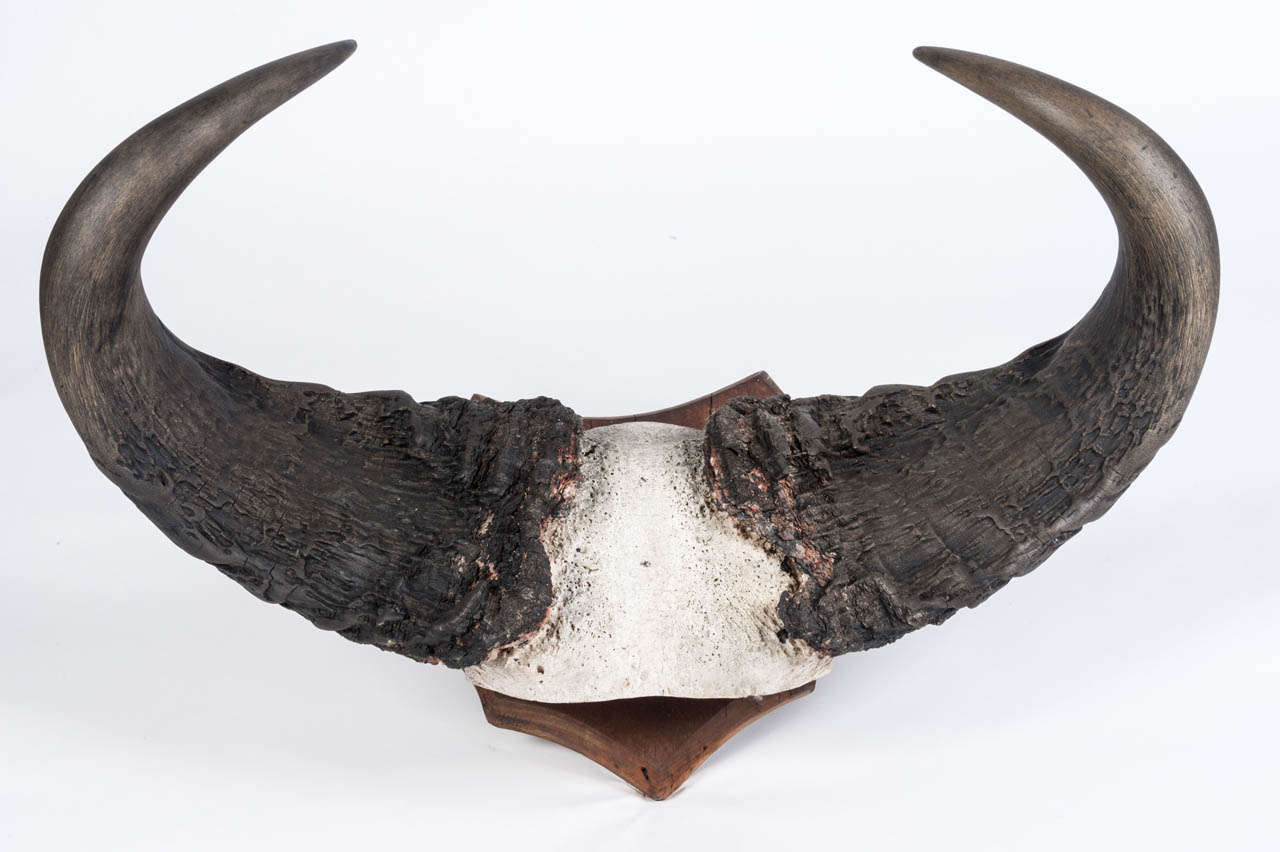 Pair of Buffalo horns mounted on a wooden shield circa 1920