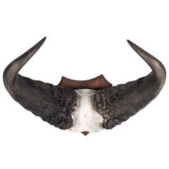 Pair of Mounted Buffalo Horns
