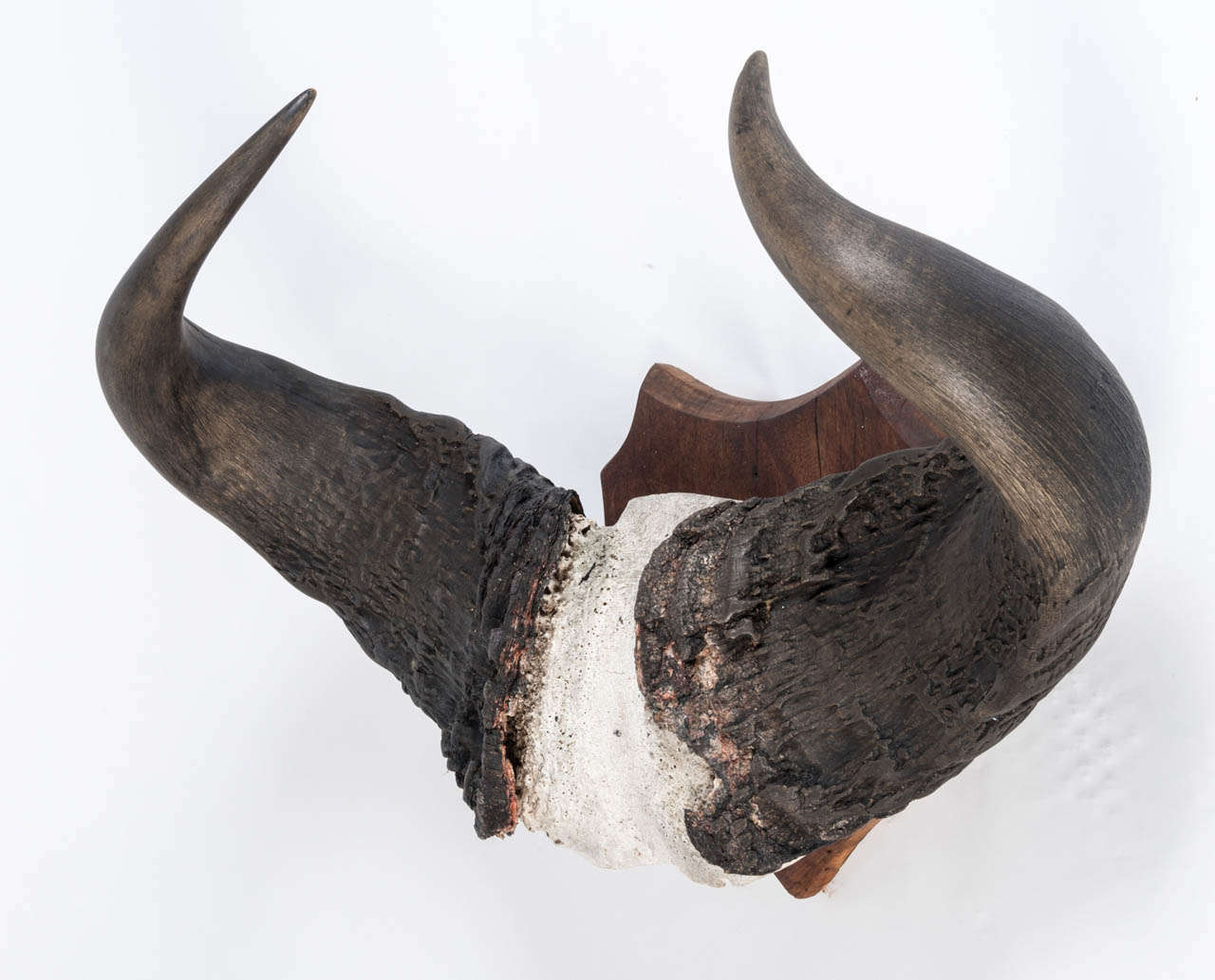 Unknown Pair of Mounted Buffalo Horns