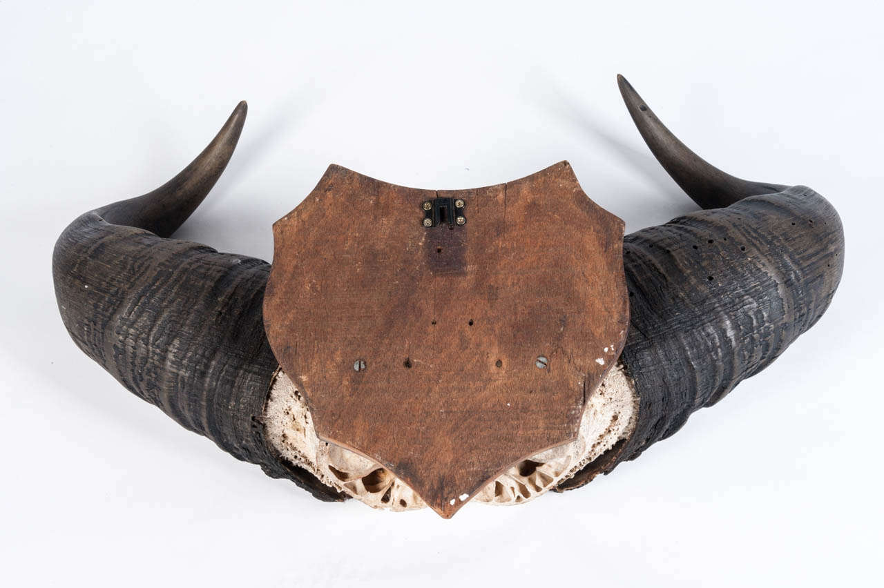 Pair of Mounted Buffalo Horns In Fair Condition In Henley-on Thames, Oxfordshire