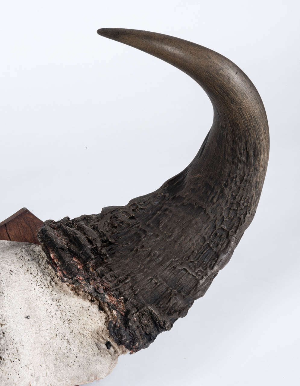 Pair of Mounted Buffalo Horns at 1stDibs