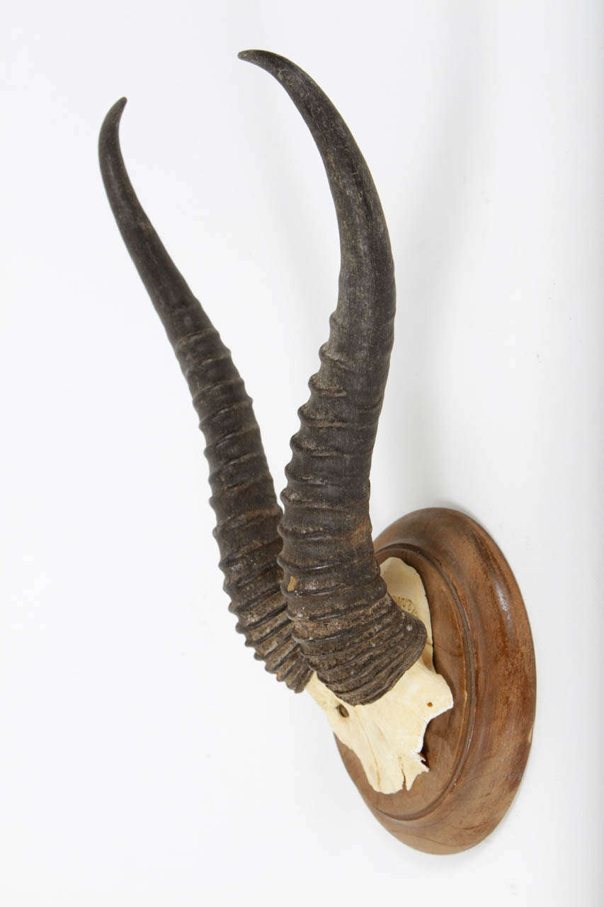 Round wooden back plate