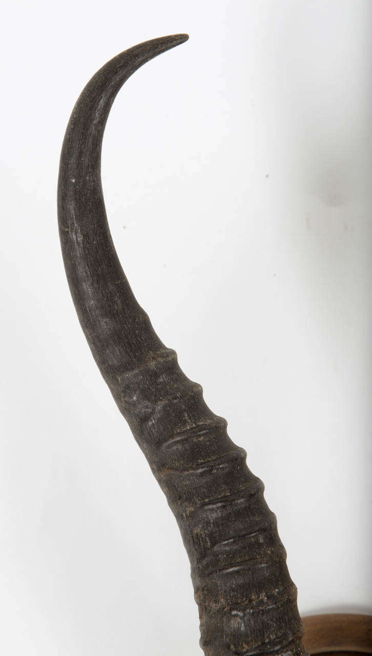 20th Century African Springbok Antlers