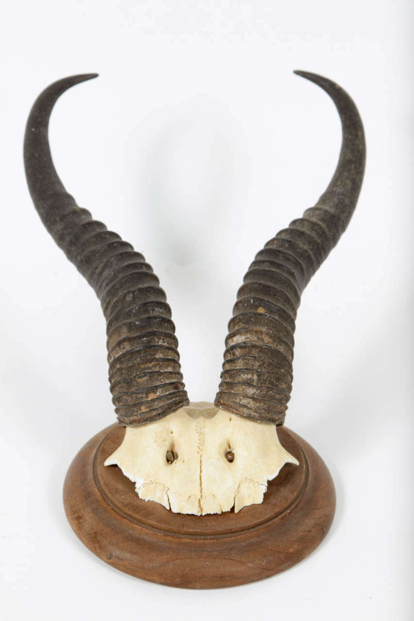 African Springbok Antlers 1