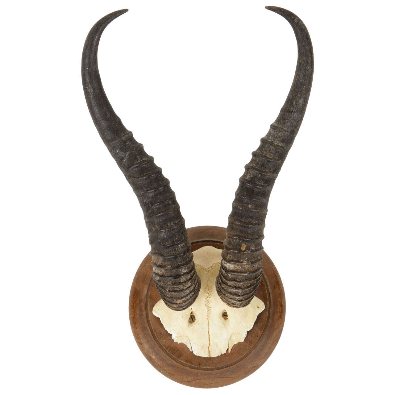African Springbok Antlers