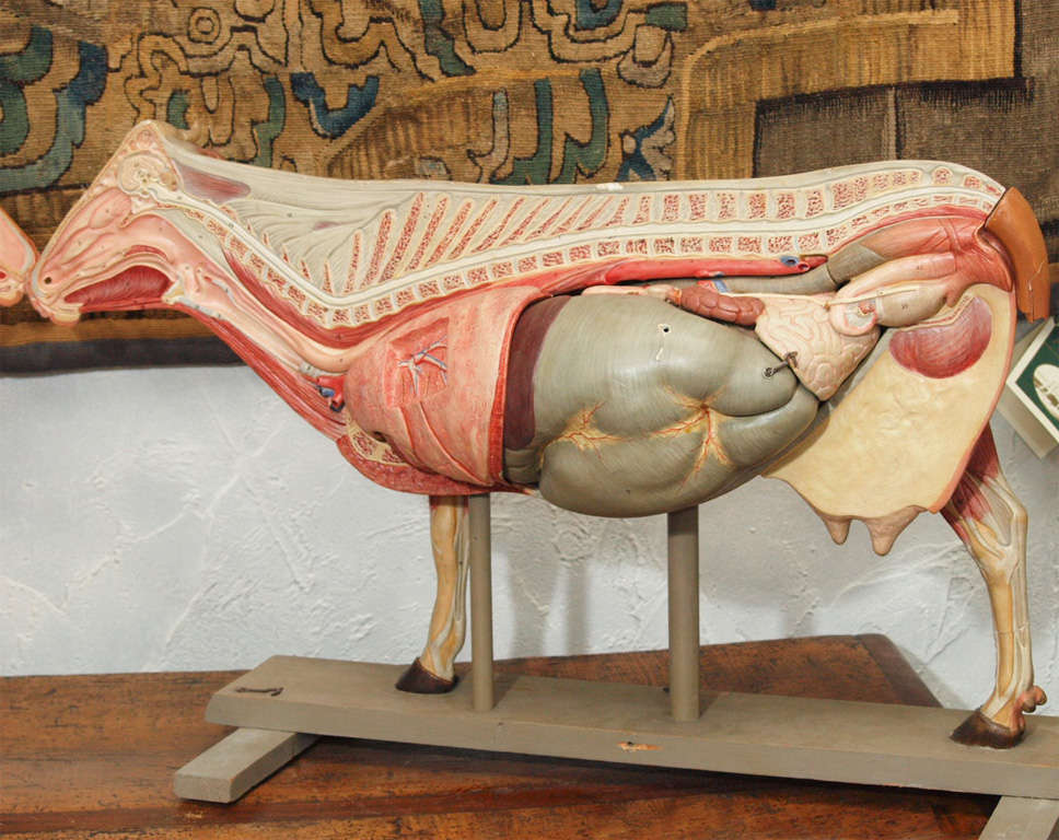 Mid-20th Century Anatomical model of cow on a wooden base Somso Company For Sale