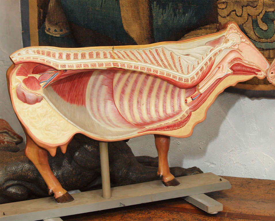 Anatomical model of cow on a wooden base Somso Company For Sale 3