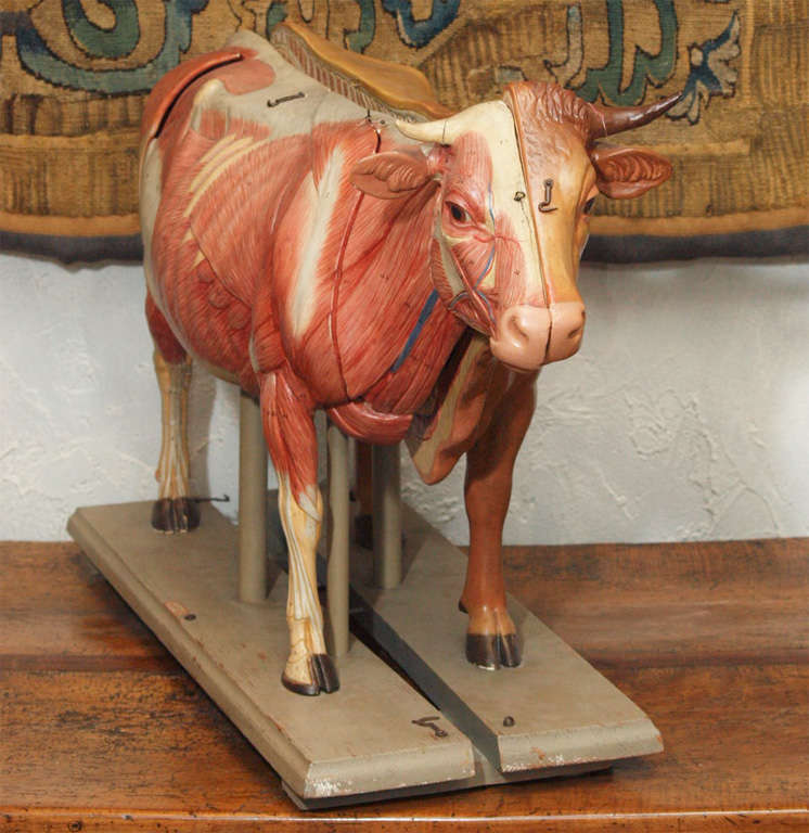Anatomical model of cow on a wooden base Somso Company For Sale 5