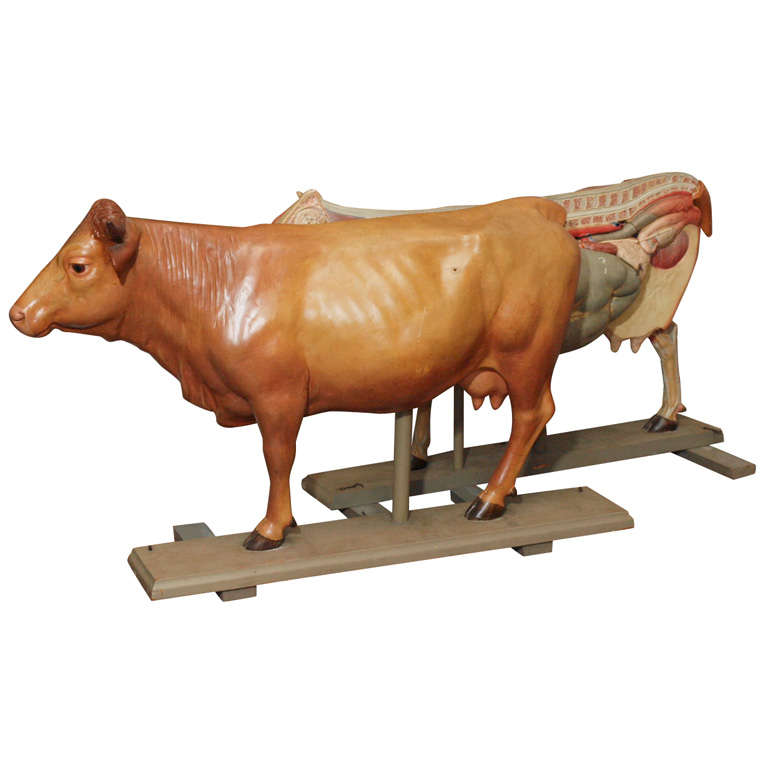 Anatomical model of cow on a wooden base Somso Company For Sale