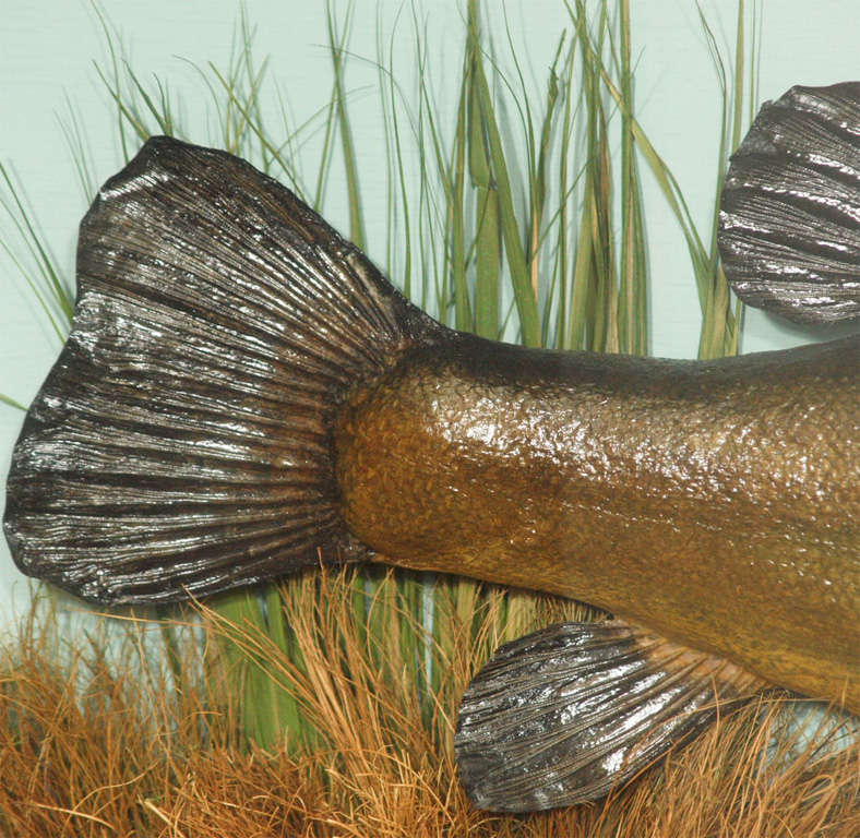 English Diorama of a trophy fish with curved glass.