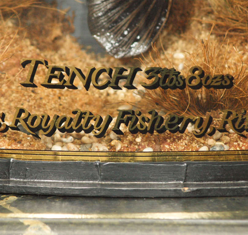 20th Century Diorama of a trophy fish with curved glass.