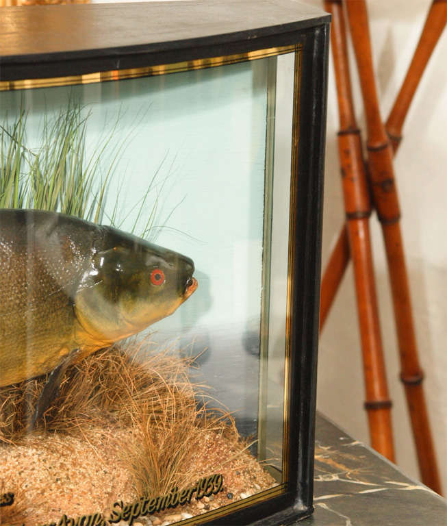 Diorama of a trophy fish with curved glass. 3