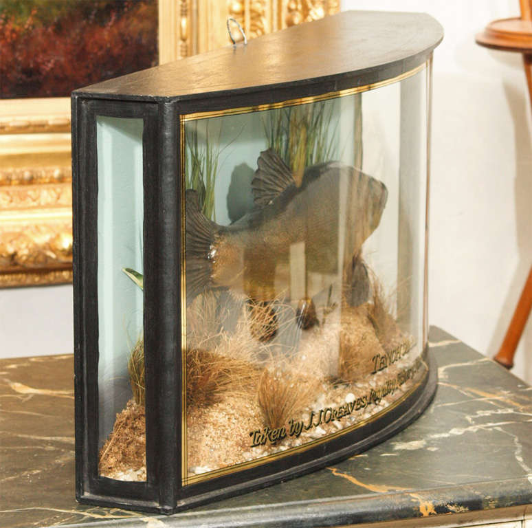 Diorama of a trophy fish with curved glass. 4