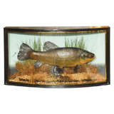 Diorama of a trophy fish with curved glass.