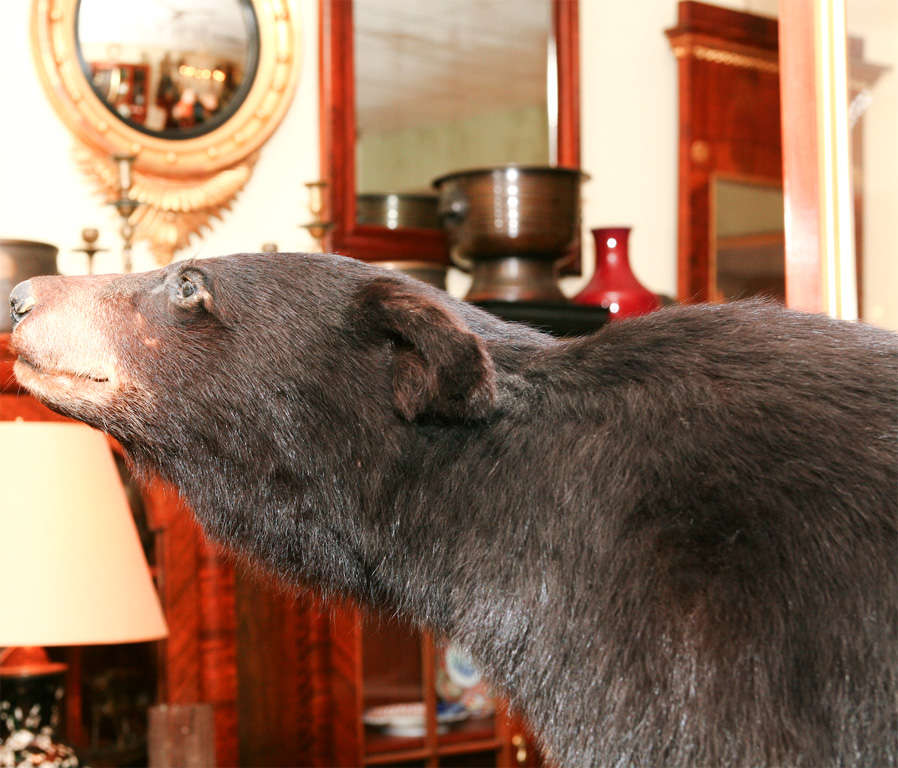 Taxidermy bear mounted on box. Very good condition.