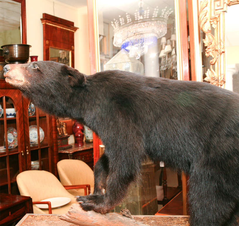 taxidermy bear mounts