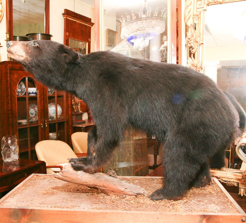 bear shoulder mounts