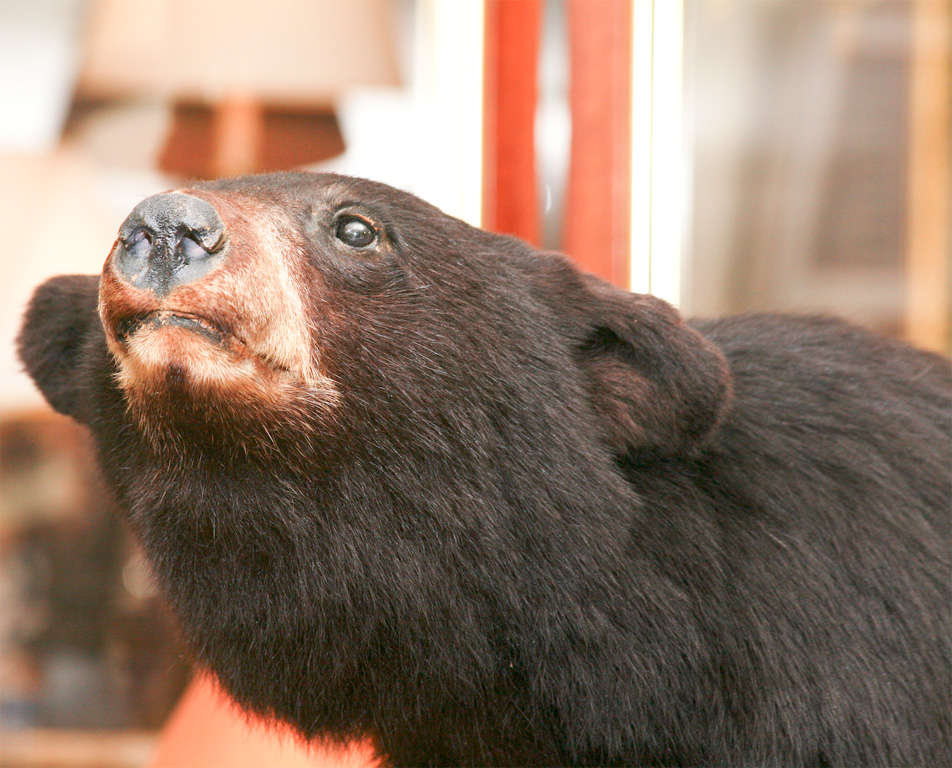 American Taxidermy Bear