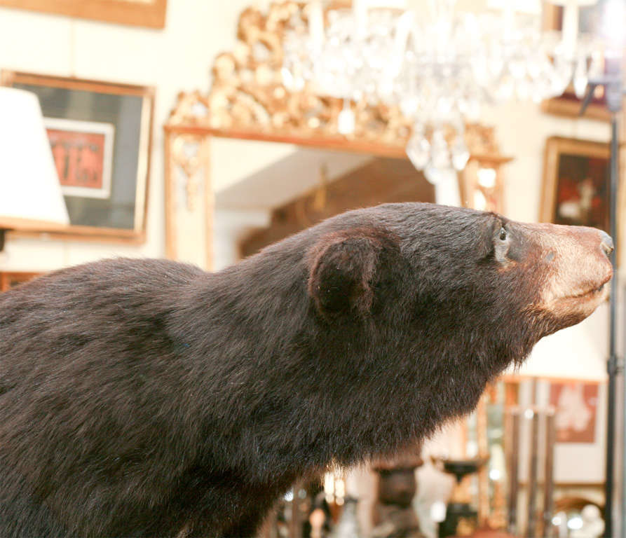Mid-20th Century Taxidermy Bear