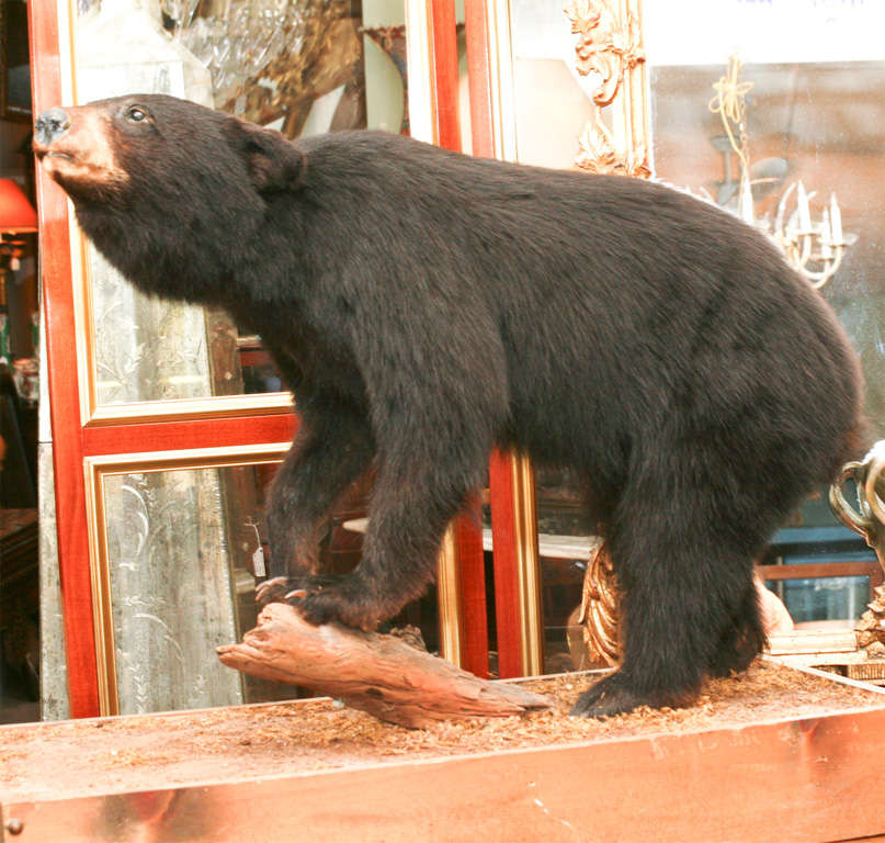 Taxidermy Bear 1