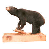 Taxidermy Bear