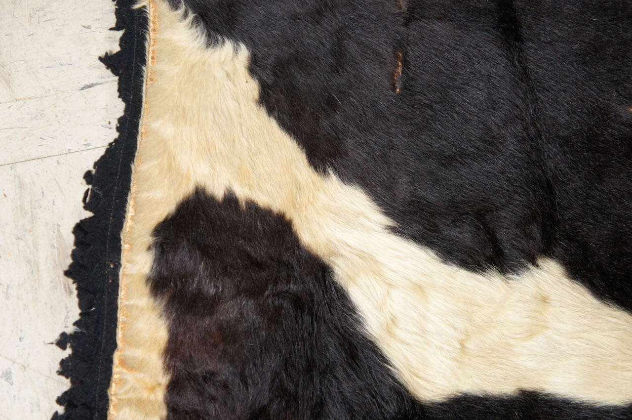 20th Century A Vintage Cow Hide Rig With Felt Back For Sale