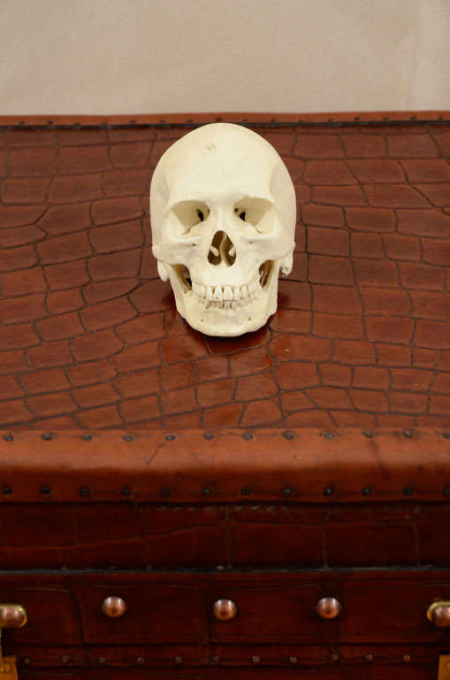 Hand Sculpted Anatomical Skull Sculpture For Sale 4