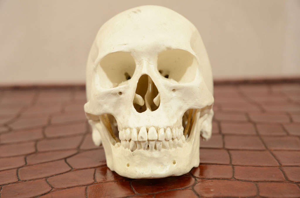Hand Sculpted Anatomical Skull Sculpture In Excellent Condition For Sale In New York, NY