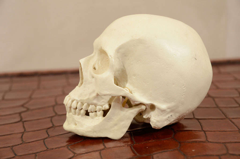 20th Century Hand Sculpted Anatomical Skull Sculpture For Sale