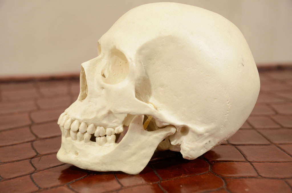 Plaster Hand Sculpted Anatomical Skull Sculpture For Sale