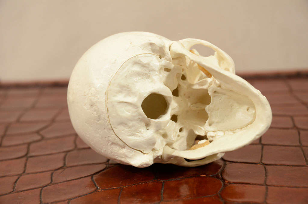 Hand Sculpted Anatomical Skull Sculpture For Sale 3