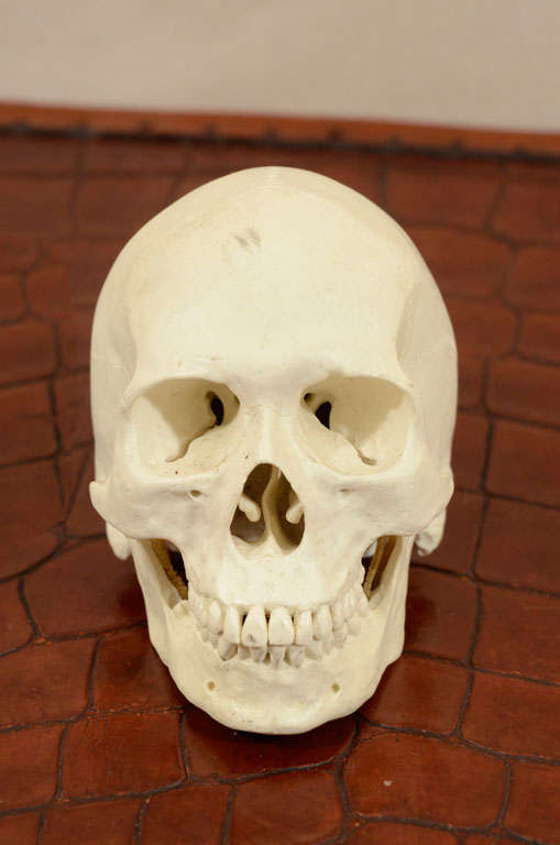 Wonderfully detailed and life-like skull sculpture with articulated jaw.
