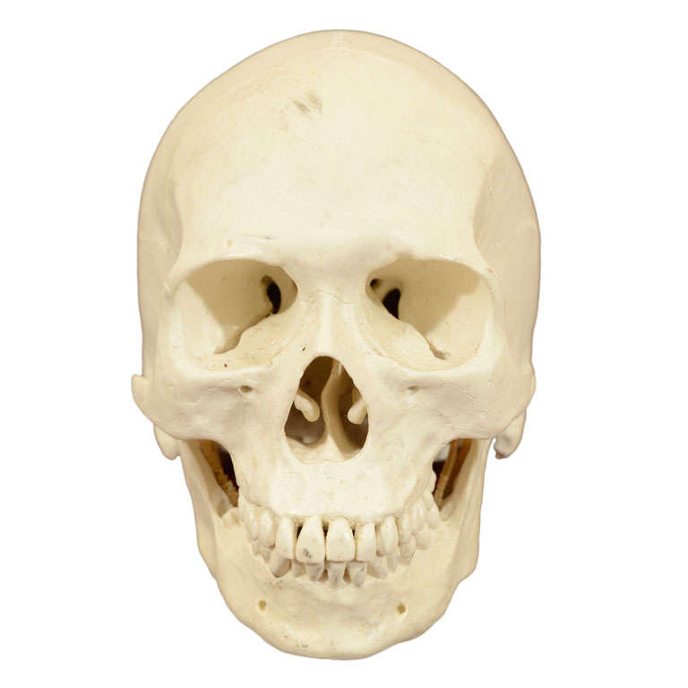 Hand Sculpted Anatomical Skull Sculpture For Sale