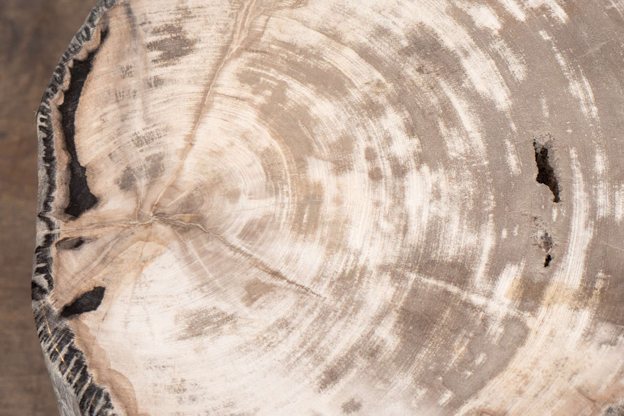 Indonesian Petrified Wood Side Table