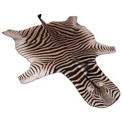 Zebra Rug with Black Felt Backing and Leather Piping
