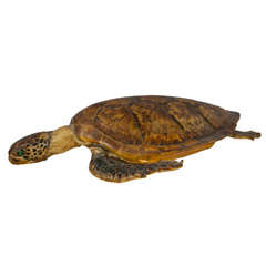 Vintage Taxidermy Tortoise
