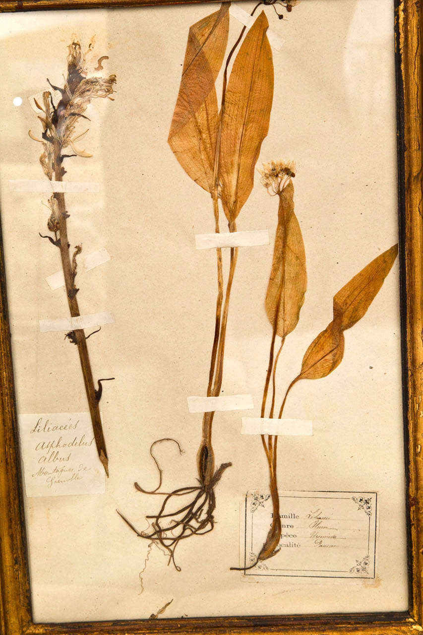 19th Century French Framed Botanical Specimens at 1stdibs