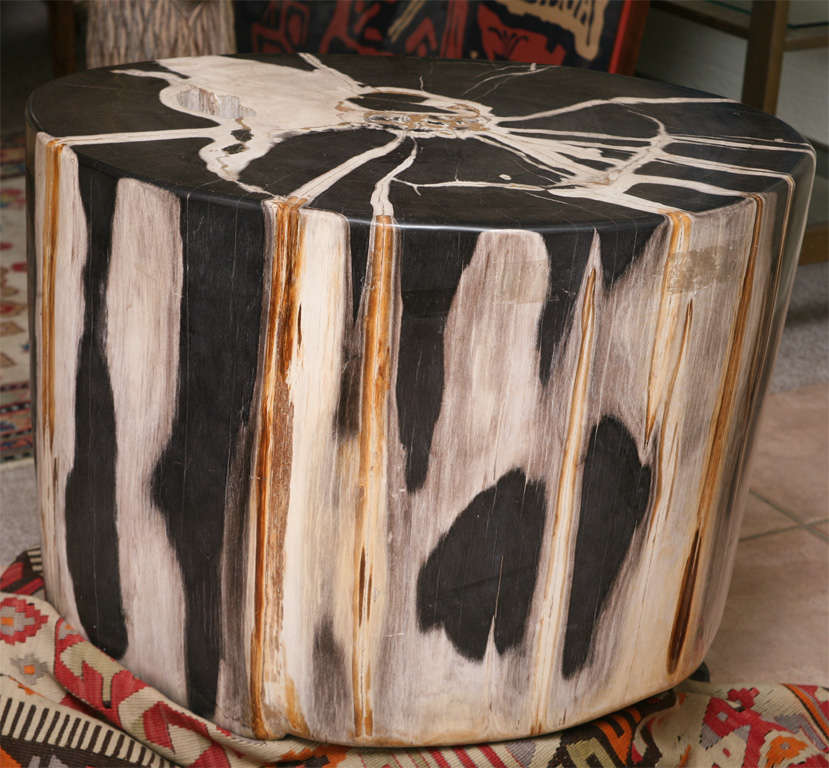 Petrified wood coffee table